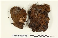 藏品(叢苔科)的圖片